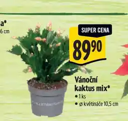 Albert Vánoční kaktus mix, pr. květináče 10,5 cm nabídka