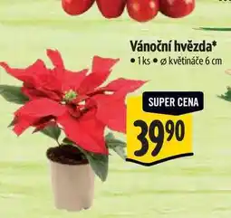 Albert Vánoční hvězda, pr. květináče 6 cm nabídka