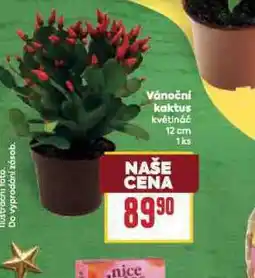 Billa Vánoční kaktus nabídka