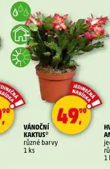 Penny Market VÁNOČNÍ KAKTUS, 1 ks nabídka