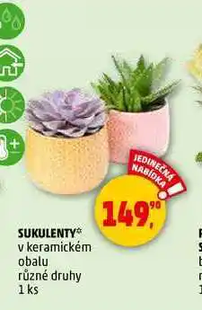 Penny Market SUKULENTY, 1 ks nabídka