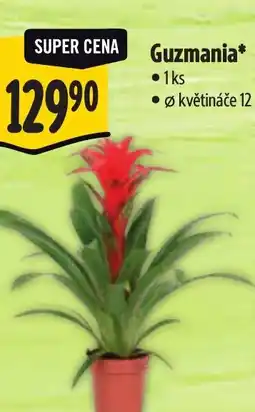 Albert Guzmania nabídka