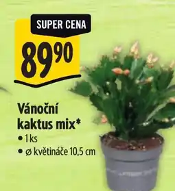 Albert Vánoční kaktus mix nabídka
