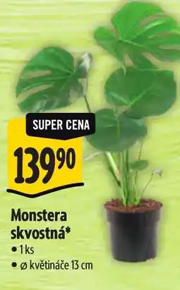 Albert Monstera skvostná nabídka