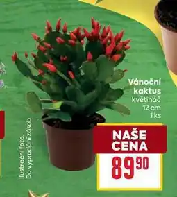 Billa Vánoční kaktus květináč 12 cm 1ks nabídka