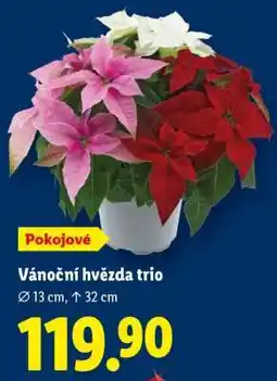 Lidl Vánoční hvězda „Trio“ nabídka