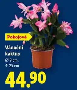 Lidl VÁNOČNÍ KAKTUS nabídka