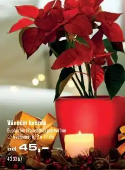 Uni Hobby Vánoční hvězda nabídka