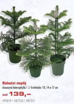 Uni Hobby Blahočet ztepilý nabídka