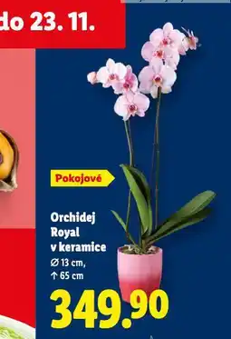 Lidl Orchidej royal v keramice nabídka
