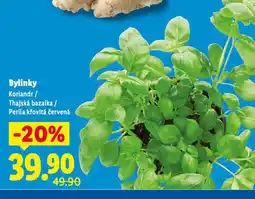 Lidl Thajská bazalka nabídka