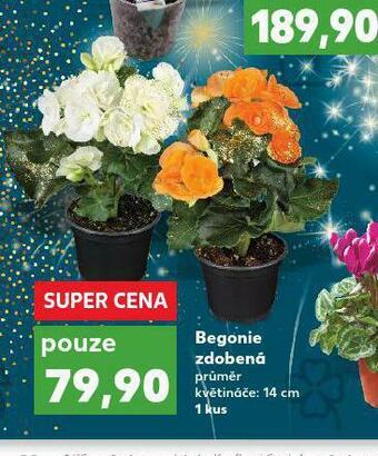 Kaufland Begonie zdobená nabídka