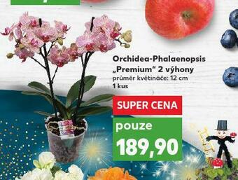 Kaufland Orchidea - phalaenopsis nabídka