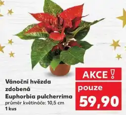 Kaufland Vánoční hvězda zdobená Euphorbia pulcherrima nabídka