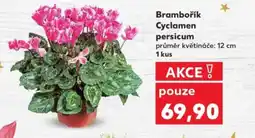 Kaufland Brambořík Cyclamen persicum nabídka
