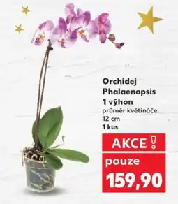 Kaufland Orchidej Phalaenopsis 1 výhon nabídka