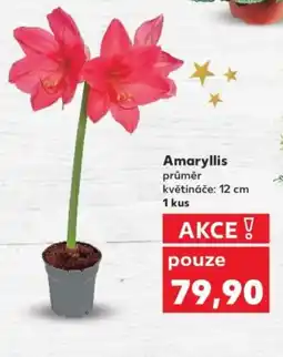 Kaufland Amaryllis nabídka