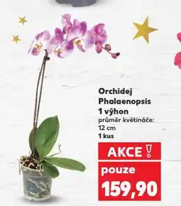 Kaufland Orchidea phalaenopsis nabídka