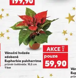 Kaufland Vánoční hvězda zdobená nabídka