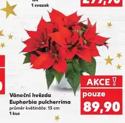 Kaufland Vánoční hvězda nabídka