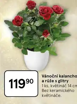 Tesco Vánoční kalanchoe a růže s glitry nabídka