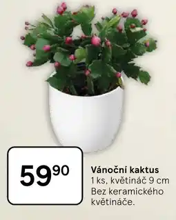 Tesco Vánoční kaktus nabídka