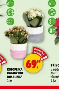 Penny Market Kolopejka kalanchoe rosalina nabídka