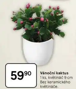 Tesco Vánoční kaktus, 1 ks, květináč 9 cm, Bez keramického květináče nabídka