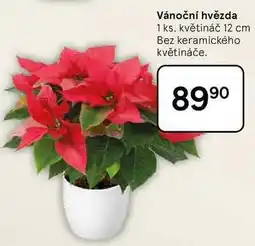 Tesco Vánoční hvězda, 1 ks, květináč 12 cm, Bez keramického květináče nabídka