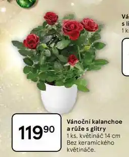 Tesco Vánoční kalanchoe a růže s glitry, 1 ks, květináč 14 cm, Bez keramického květináče nabídka