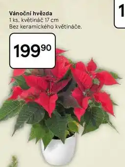 Tesco Vánoční hvězda, 1 ks, květináč 17 cm, Bez keramického květináče nabídka