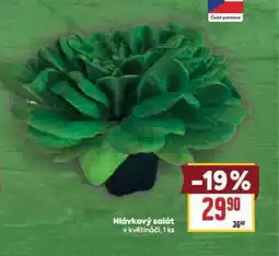 Billa Hlávkový salát nabídka