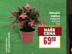 Billa Vánoční kaktus nabídka