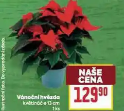 Billa Vánoční hvězda nabídka