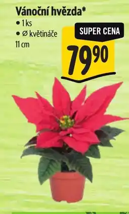 Albert Vánoční hvězda nabídka