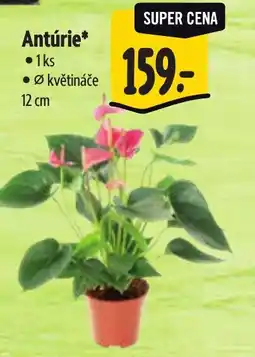 Albert Antúrie nabídka