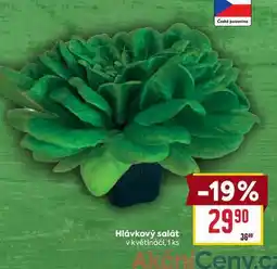 Billa Hlávkový salát v květináči, 1 ks nabídka