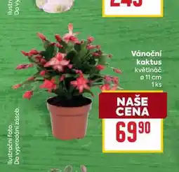 Billa Vánoční kaktus květináč 11 cm 1ks nabídka