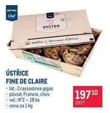 Makro Ústřice Fine de Claire nabídka
