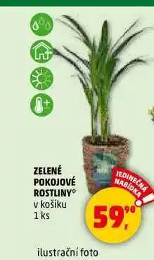 Penny Market ZELENÉ POKOJOVÉ ROSTLINY, 1 ks nabídka