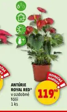 Penny Market ANTÚRIE ROYAL RED, 1 ks nabídka