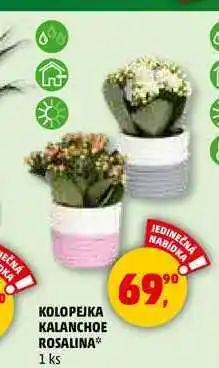 Penny Market KOLOPEJKA KALANCHOE ROSALINA, 1 ks nabídka