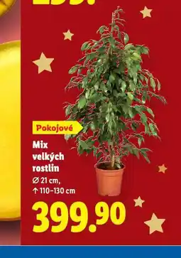 Lidl Mix velkých rostlin nabídka