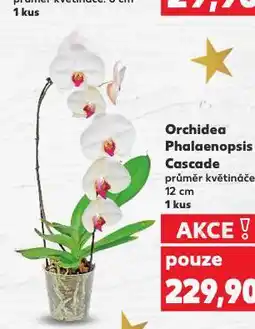 Kaufland Orchidea phalaenopsis nabídka