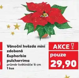 Kaufland Vánoční hvězda mini zdobená nabídka