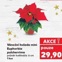 Kaufland Vánoční hvězda mini nabídka