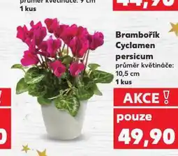 Kaufland Brambořík cyclamen persicum nabídka