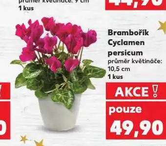 Kaufland Brambořík cyclamen persicum nabídka