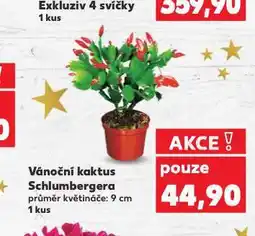 Kaufland Vánoční kaktus nabídka