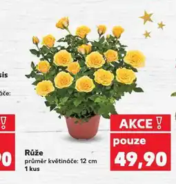 Kaufland Růže nabídka
